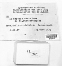 Trichia varia image